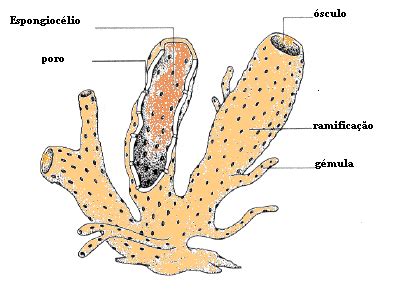 Filo Porifera S Biologia