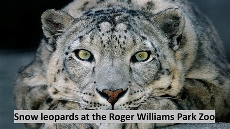 Snow Leopards At The Roger Williams Park Zoo Youtube