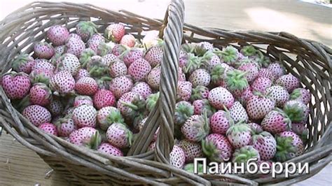 Презентация сортов земляники - YouTube
