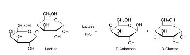 Hydrolysis vs. Dehydration | Definitions, Diagrams & Examples - Lesson ...