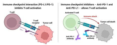 Schematic Diagram Of The Mechanism Of Action Of Immune Checkpoint