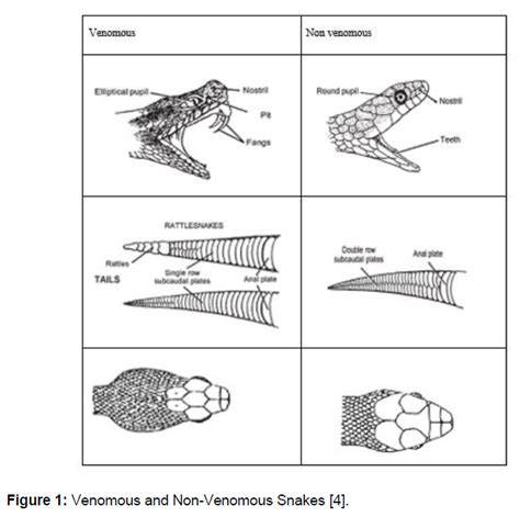 Venomous Vs Non Venomous Snakes