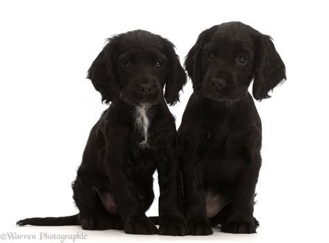 Dogs: Two Black Cocker Spaniel puppies photo WP46029