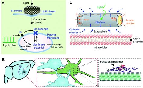 Soft Materials As Biological And Artificial Membranes Chemical