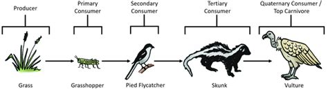 Trophic Level Key Stage Wiki