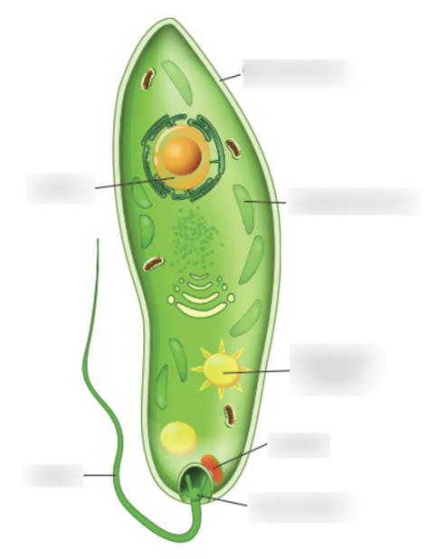 Diagram Biologie Afbeelding Euglena Quizlet