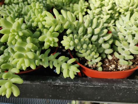 How to Grow and Care for Sedum Plants (With Pictures)