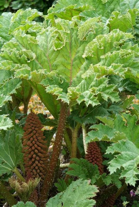 Gunnera - Perennial Power