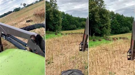 Un Agricultor Persigue A Los Jabal Es Que Devoran Sus Campos