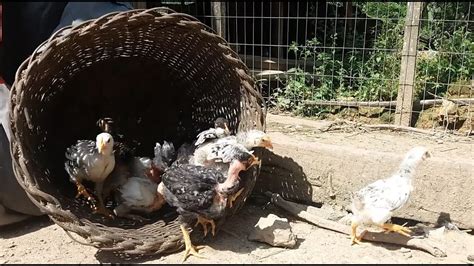 Soltando Os Pintinhos No Galinheiro E Separando Os Galos Cora O