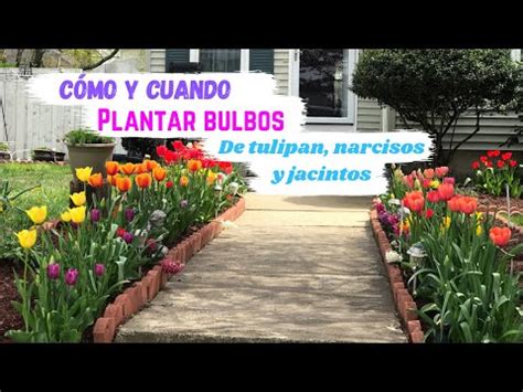 Descubre Cu Ndo Es El Mejor Momento Para Plantar Tulipanes Una Gu A