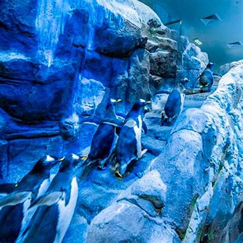 Dubai Aquarium and Underwater Zoo with Penguin Cove Ticket, Dubai ...