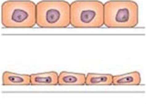 Chapter Cellular Biology And Chapter Altered Cellular And Tissue