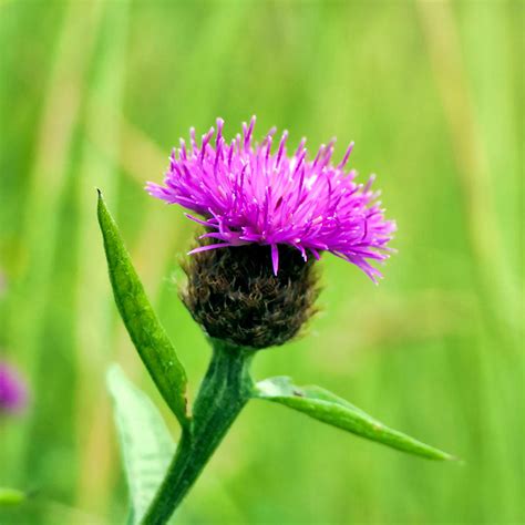 Centaurea Nigra Common Knapweed Seeds Stocks And Green