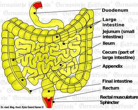 Graphic Organ Intestine Akademie Für Germanische Heilkunde