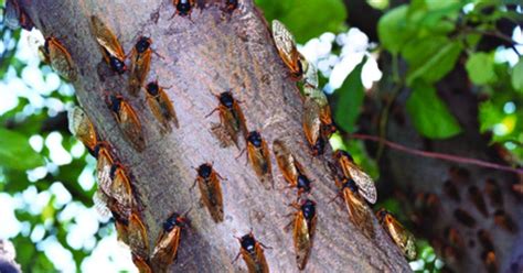 Imminent Emergence Of 17 Year Cicada Creates Buzz At Yale Peabody