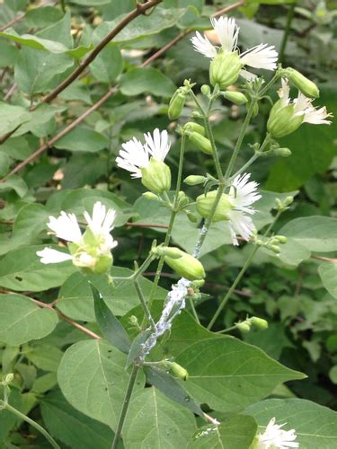 Starry Campion Plants Of Overton Park S Old Forest Memphis Tn · Inaturalist