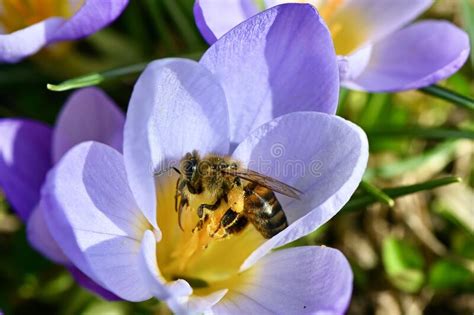 Honey Bee In Crocus Stock Photo Image Of Apis Winter 212606004