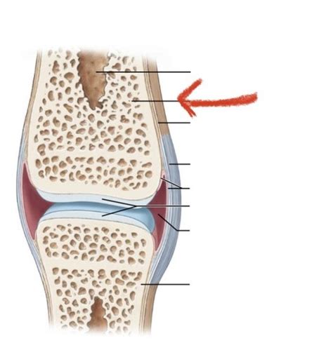 Structure Of A Synovial Joint Flashcards Quizlet