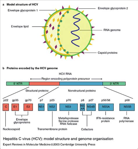 Overview Of Hcv E A Schematic Representation Of The Hcv Genome And Sexiz Pix