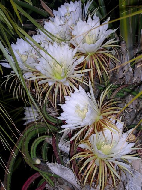 Top Most Beautiful Flowers Blooming At Night