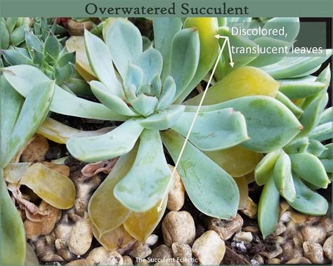 Recognizing & Understanding Signs of Succulent Problems | The Succulent ...