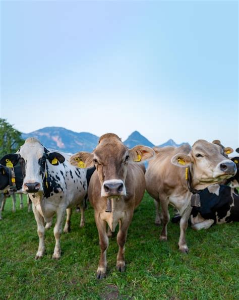 Premium Photo Cow Pasture In Alps Cows In Pasture On Alpine Meadow In