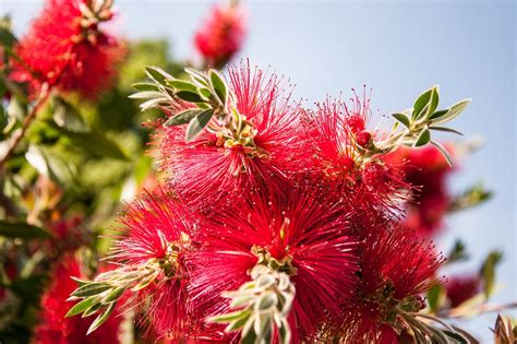Callistemon Citrinus Cylinder - Free photo on Pixabay