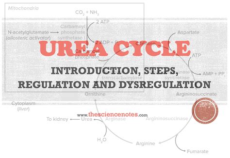 Urea Cycle Introduction Steps Regulation And Dysregulation