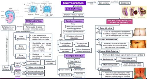 Mapa Conceptual Sistema Nervioso Udocz The Best Porn Website