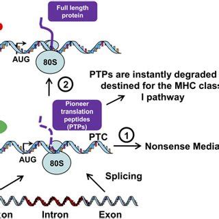 Synthesis of antigenic peptides and full-length proteins is temporally... | Download Scientific ...