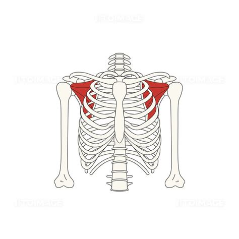 뼈와근육견갑하근 인체 벡터 일러스트 일러스트 사람 의료 뼈 인체 신체 과학 의학 근육 욱체 해부학 근육구조