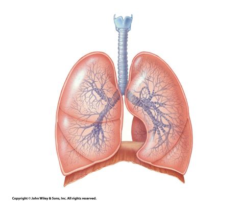 the lungs Diagram | Quizlet