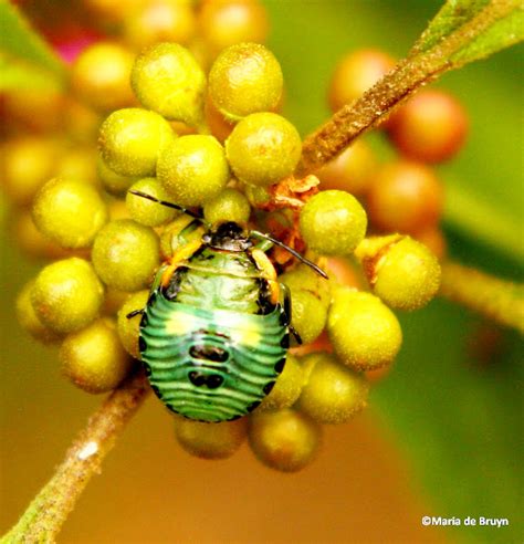 Green Stink Bug Project Noah