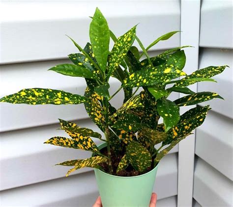 Japanese Laurel Care Indoors Gold Dust Plant Growing Guide Indoor