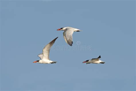 Bird, Bird of Thailand, Migration Birds Caspian Tern Stock Image ...