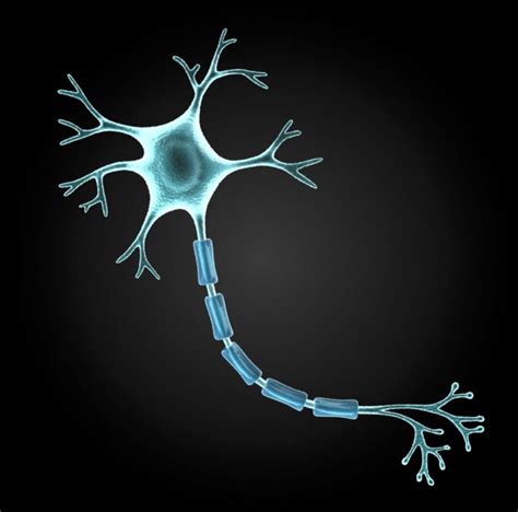 Structure of a Nerve Cell Diagram | Quizlet