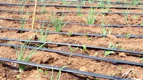 Drip Irrigation In Uganda Onion Farm Youtube