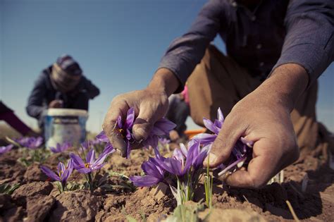 Saffron Festival Iran