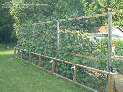 Vegetable Gardening What S A Good Support For Runner Beans By