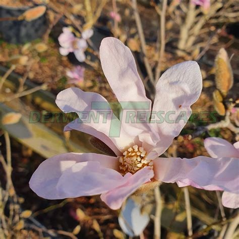 Magnolia Stellata Rosea Pink Star Magnolia