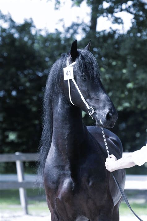 Florentino Friesian Horse For Sale