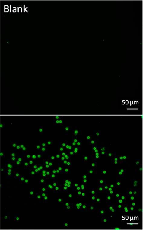 IF-M images of biotinylated beads (top) and biotinylated beads ...