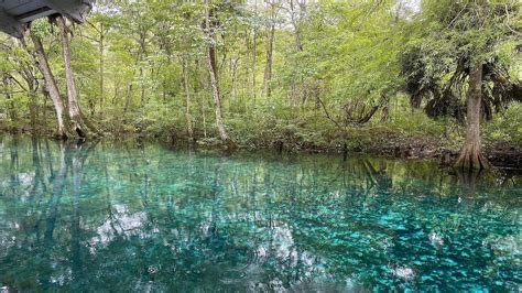 Silver Springs State Park In Ocala Saw An Alligator And Snake