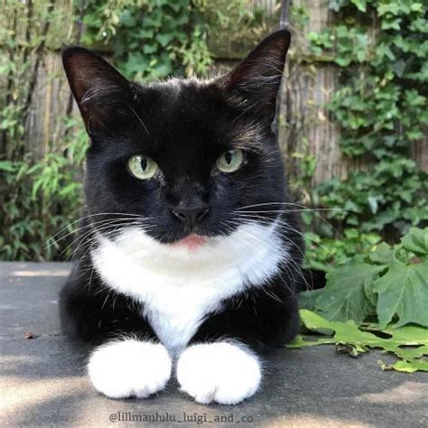 Tuxedo vs Tabby - Breed Comparison | MyCatBreeds