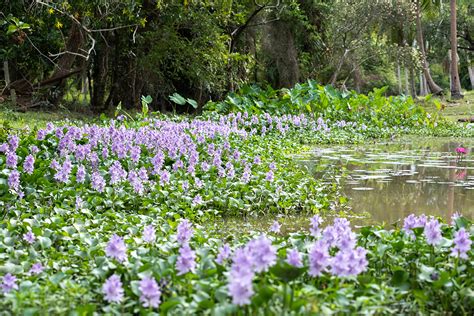 Water Hyacinth Environment Controls