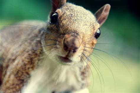 Silly Squirrel Animal Cutest Animals Squirrel