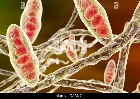 Computer Illustration Of Trichophyton Mentagrophytes The Cause Of