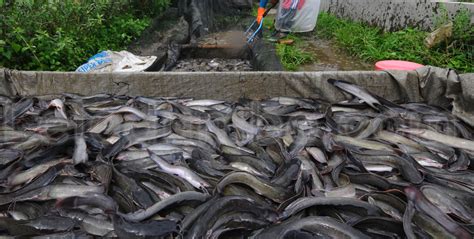 Cara Memelihara Ikan Lele Masamo Dengan Mudah Untuk Pemula Jenis