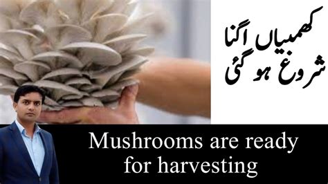 کھمبیاں اگنا شروع ہو گئی Mushrooms Are Now Ready For Harvesting